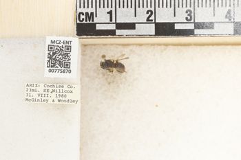 Media type: image;   Entomology 775870 Aspect: Labels